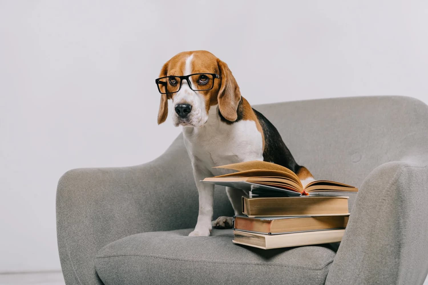 Strategy Ages in Dog Years