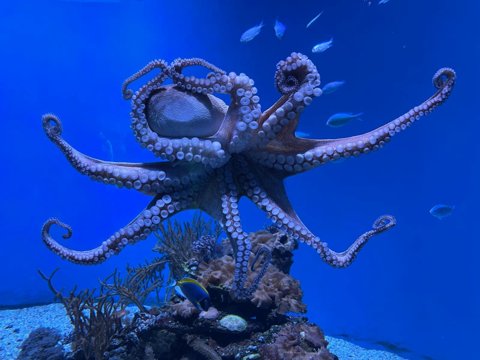 Octopus underwater. Photo by Ashley Christiano via Pexels.